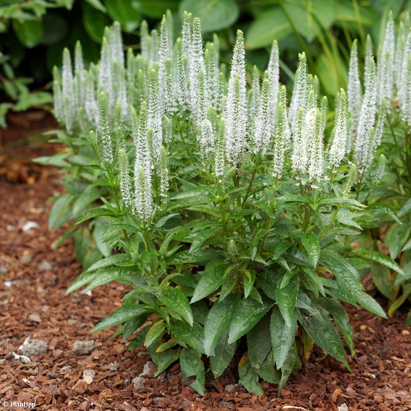 Veronica spicata Snow Candles - Verónica espigada (Porte)