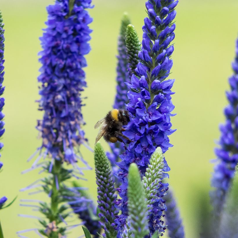 Veronica spicata Ulster Blue Dwarf - Verónica espigada (Floración)