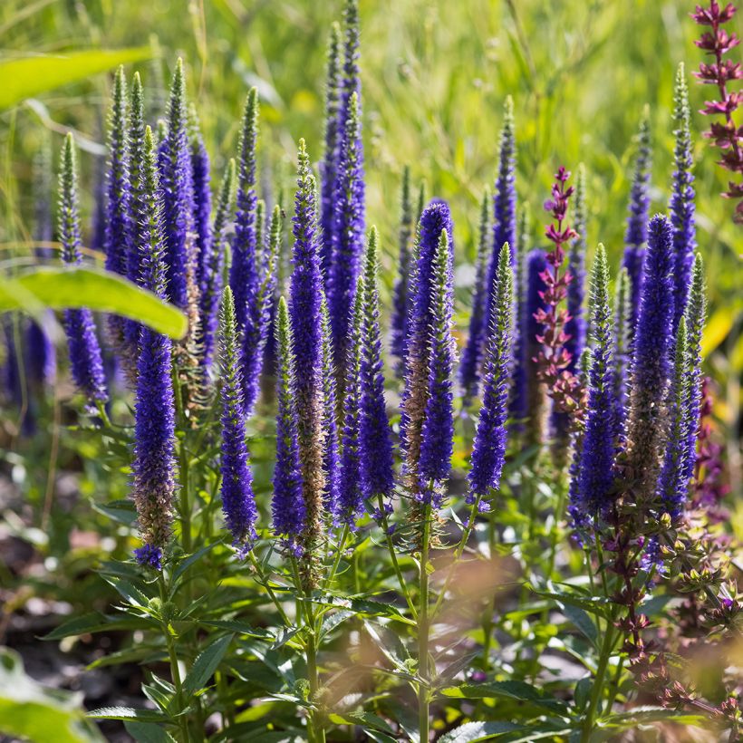 Veronica spicata Ulster Blue Dwarf - Verónica espigada (Porte)