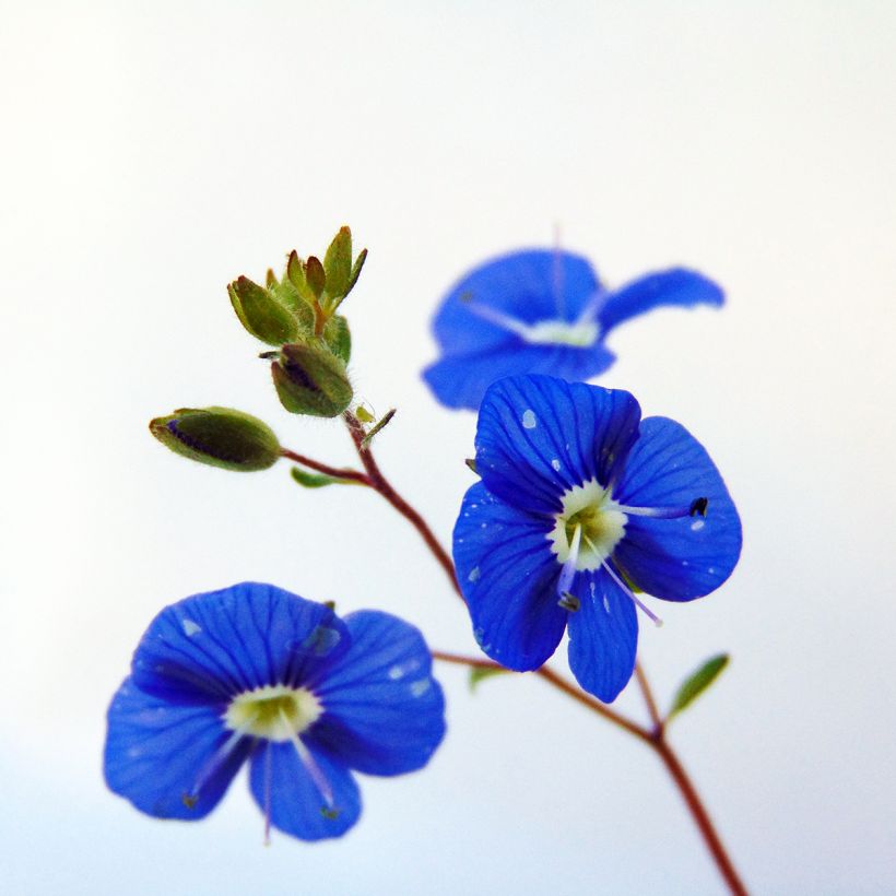 Veronica umbrosa Georgia Blue (Floración)