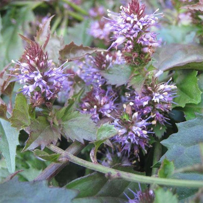 Veronicastrum latifolium (Floración)