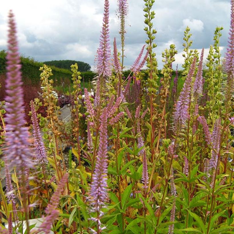 Veronicastrum virginicum Adoration (Floración)