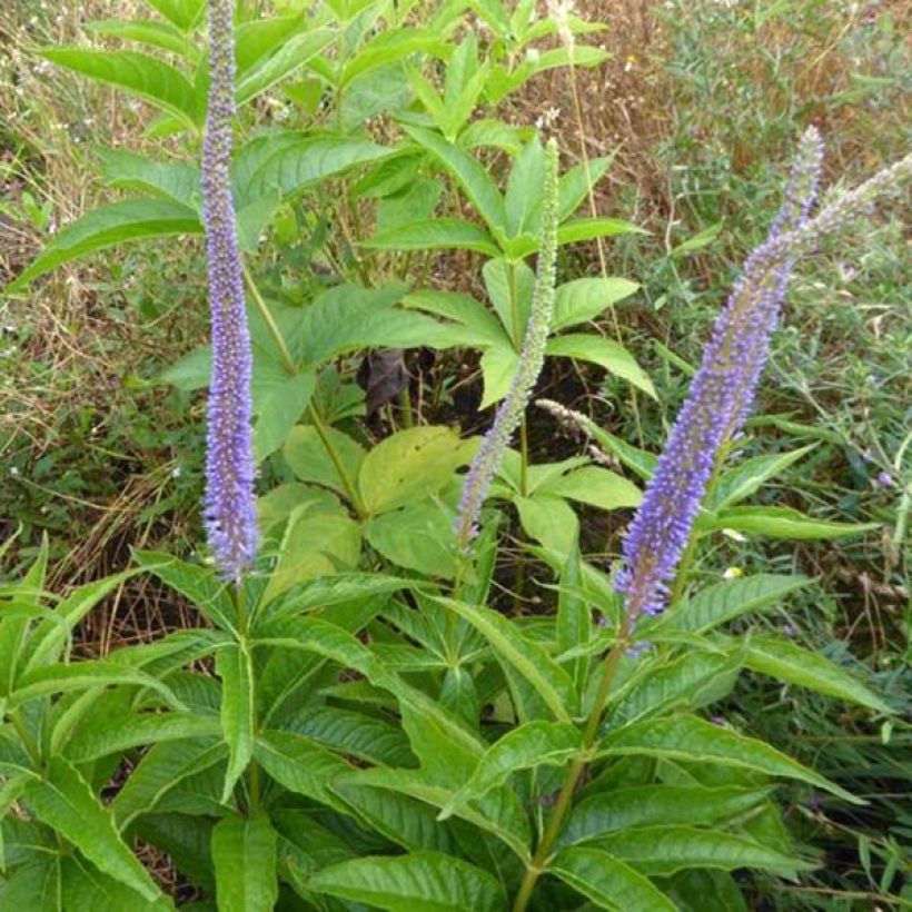 Veronicastrum virginicum Apollo (Porte)