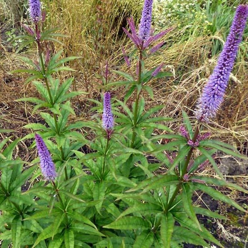 Veronicastrum virginicum Cupid (Porte)