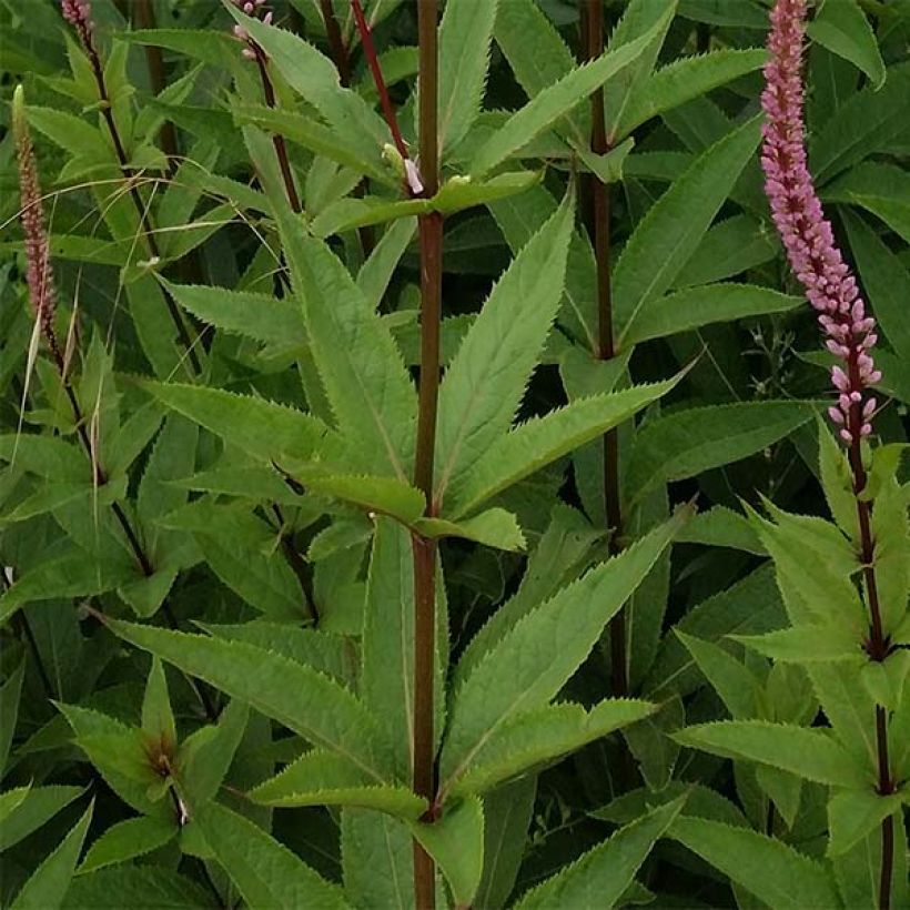 Veronicastrum virginicum Erica (Follaje)