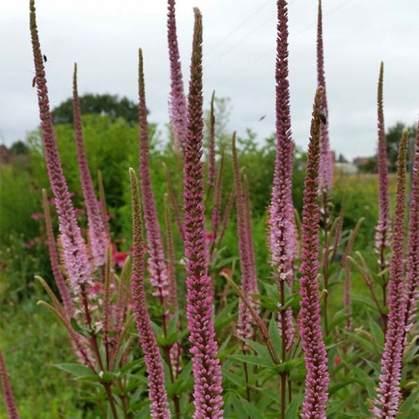 Veronicastrum virginicum Erica (Floración)