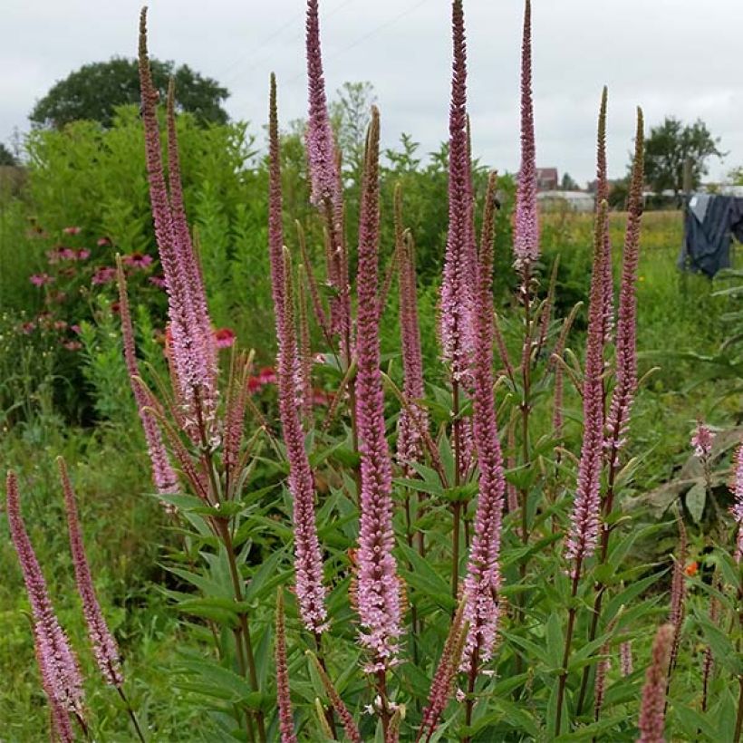 Veronicastrum virginicum Erica (Porte)