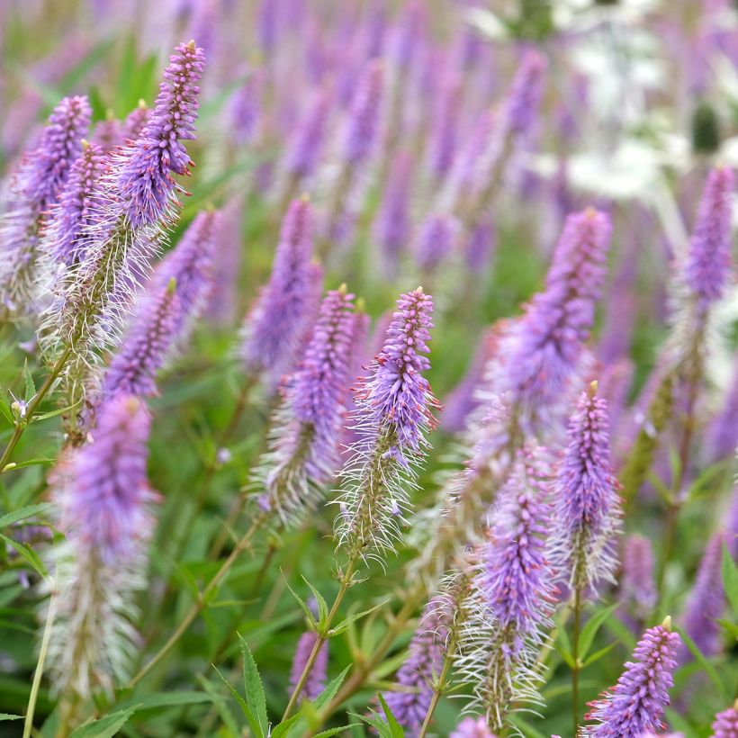 Veronicastrum virginicum Fascination (Floración)