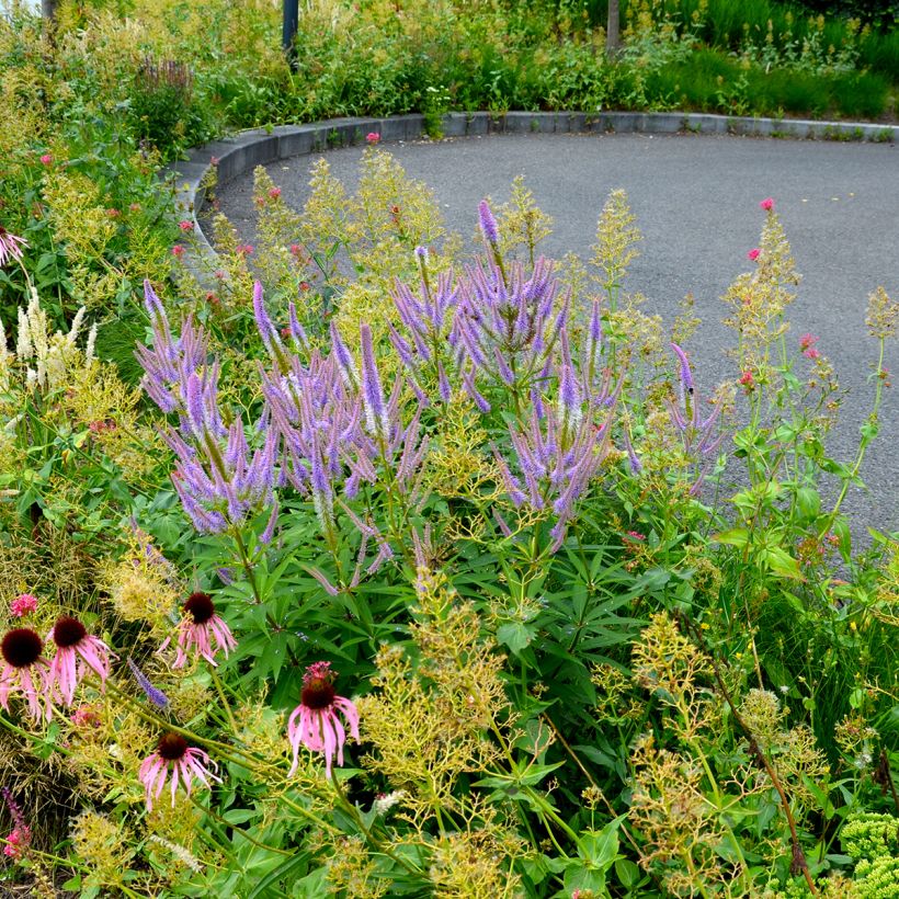 Veronicastrum virginicum Fascination (Porte)