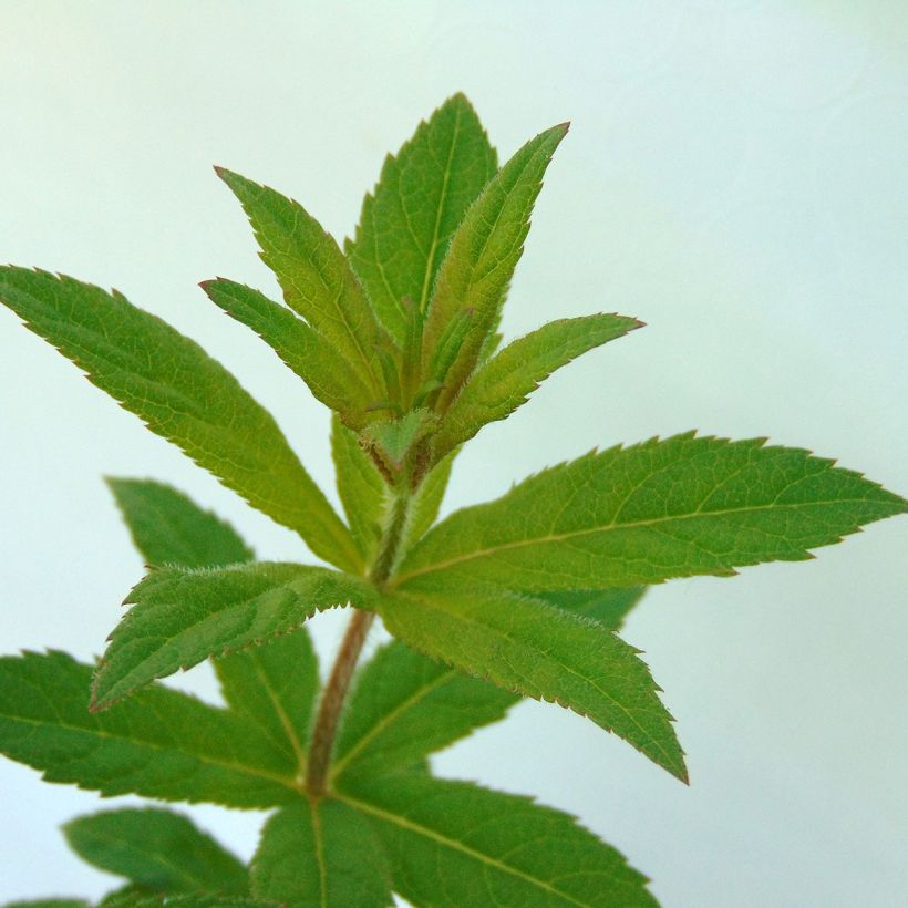 Veronicastrum virginicum Green Tip (Follaje)