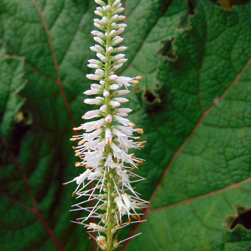 Veronicastrum virginicum Pink Glow (Floración)