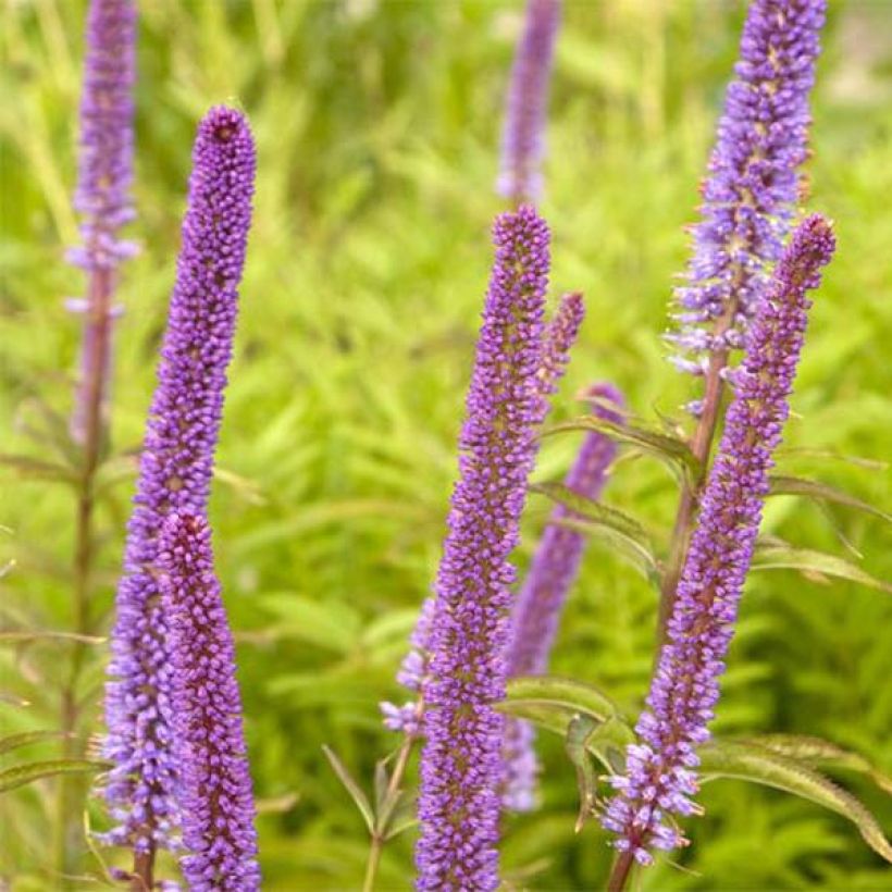 Veronicastrum virginicum Red Arrows (Floración)