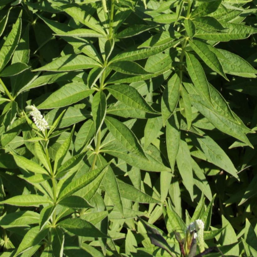 Veronicastrum virginicum Spring Dew (Follaje)