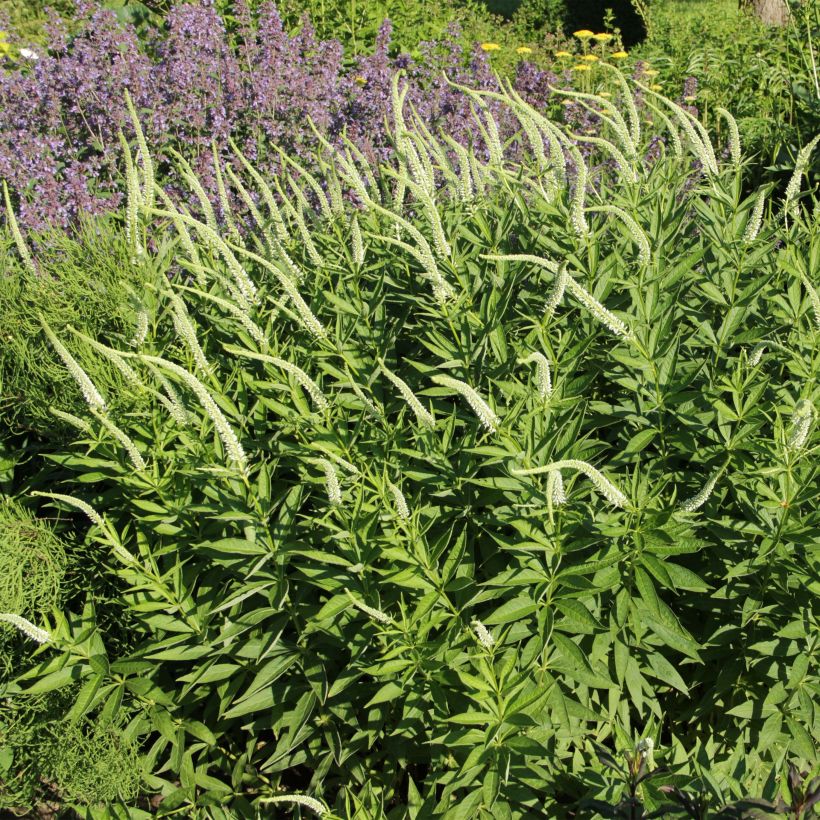 Veronicastrum virginicum Spring Dew (Floración)