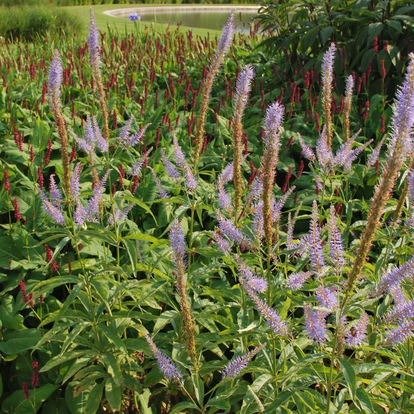 Veronicastrum virginicum Temptation (Floración)