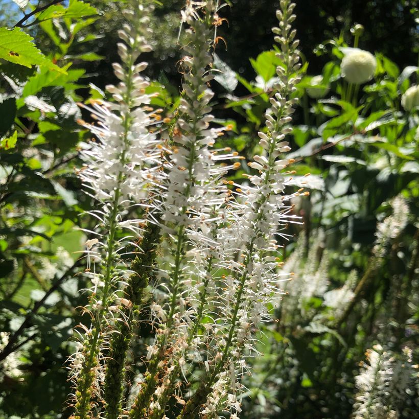 Veronicastrum virginicum var. album (Floración)