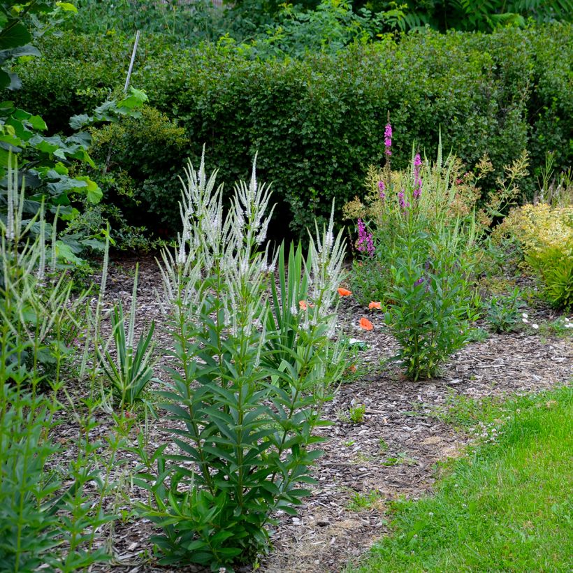 Veronicastrum virginicum var. album (Porte)