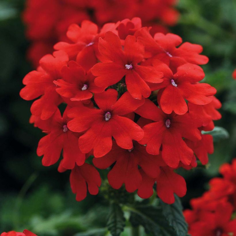 Verbena Endurascape Lava Red (Floración)