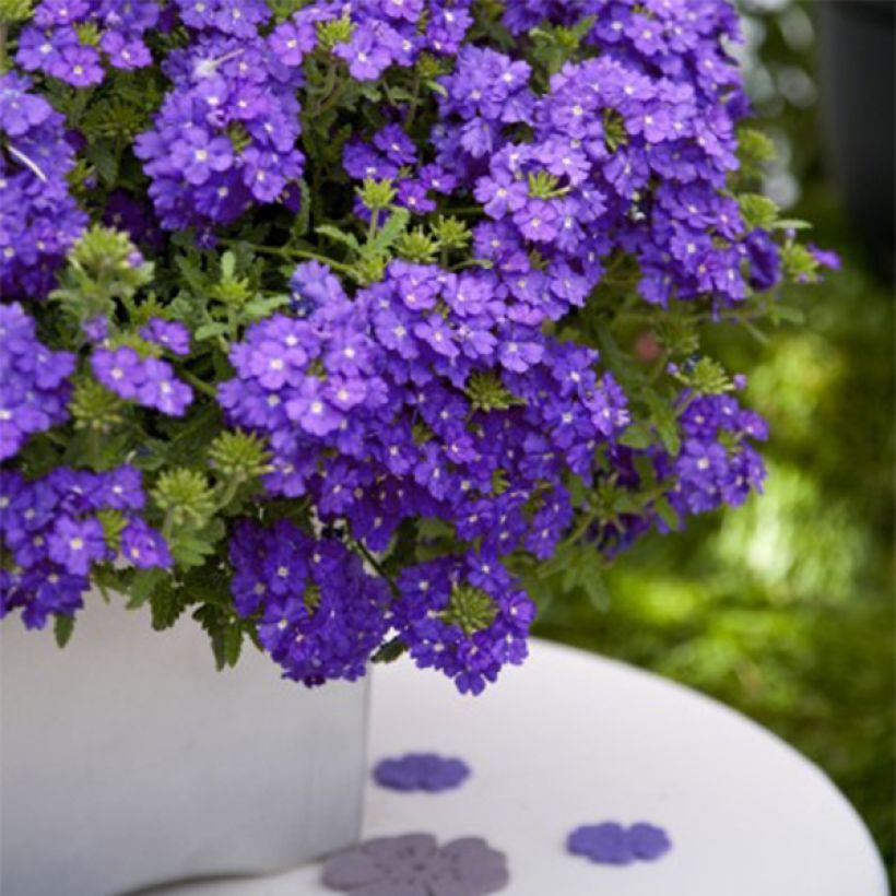 Verbena Vepita Pearl Blue (Porte)