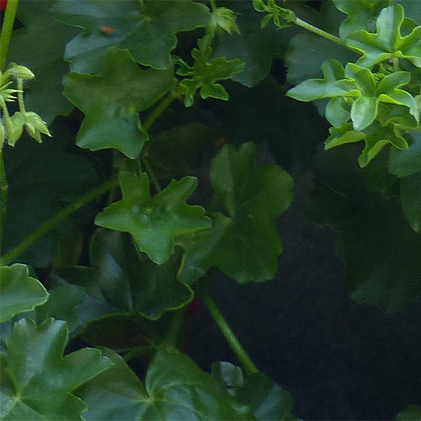 Verbena Estrella Merlot Star. (Follaje)