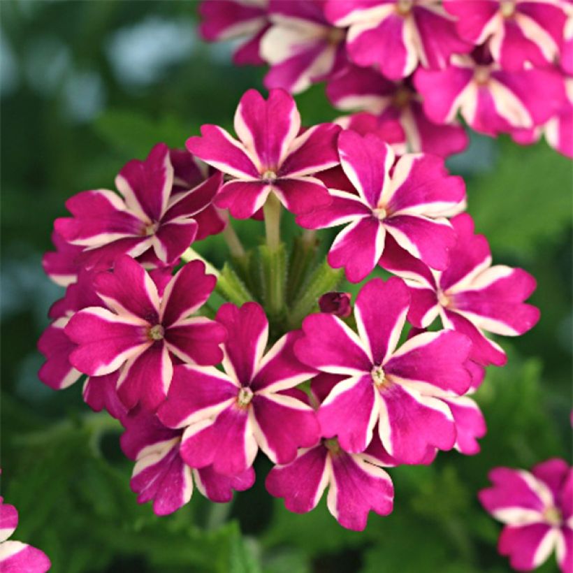 Verbena Estrella Merlot Star. (Floración)