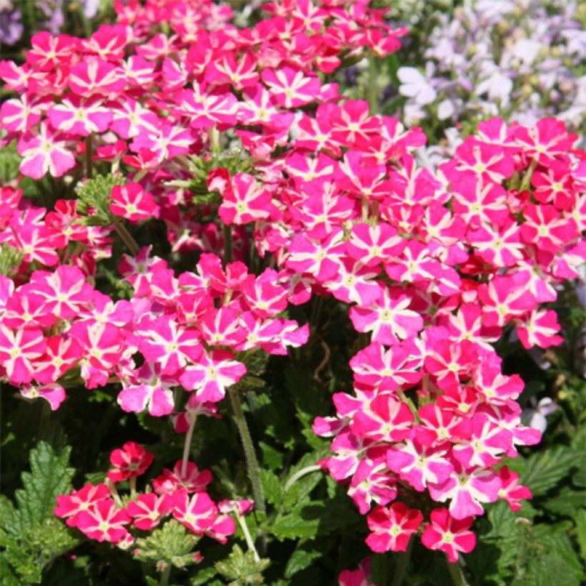 Verbena Superbena Coral Star (Floración)