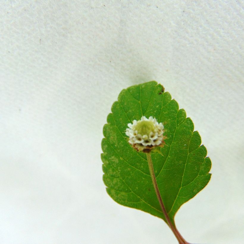 Orozús - Lippia dulcis (Floración)