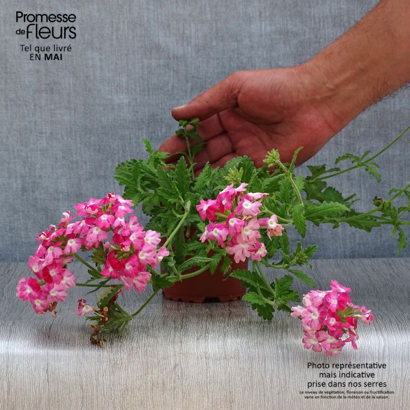 Verveine Superbena Royale Peachy Keen - pot de 10/11cm Ejemplar entregado en la primavera