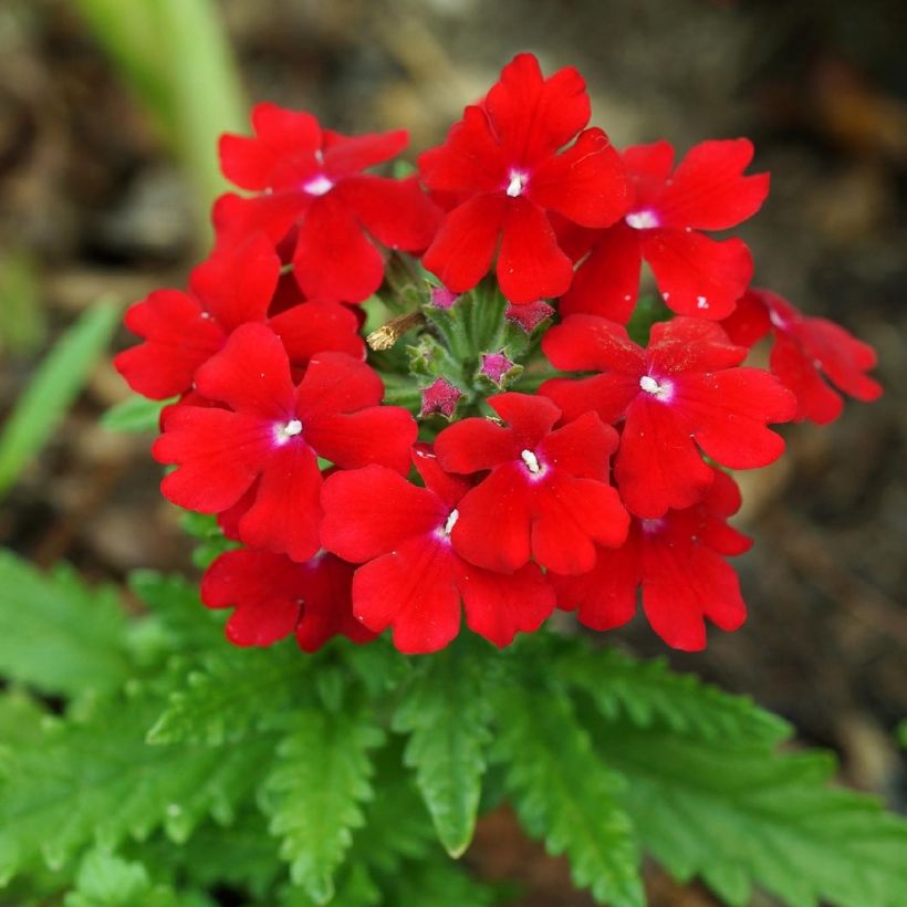 Verbena Vepita Dark Red (Floración)