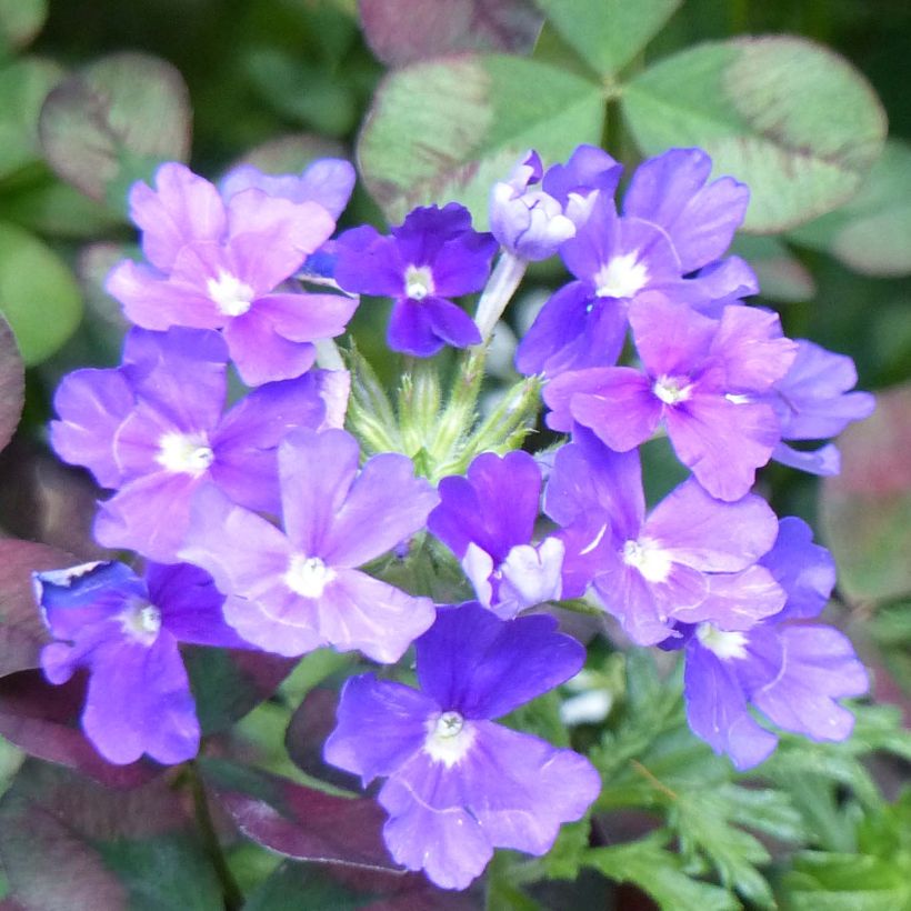 Verbena Vepita Pearl Blue (Floración)