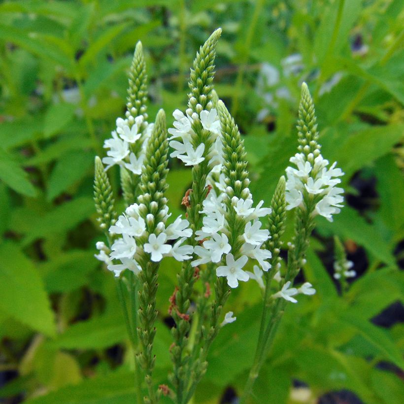 Verbena hastata Alba (Floración)