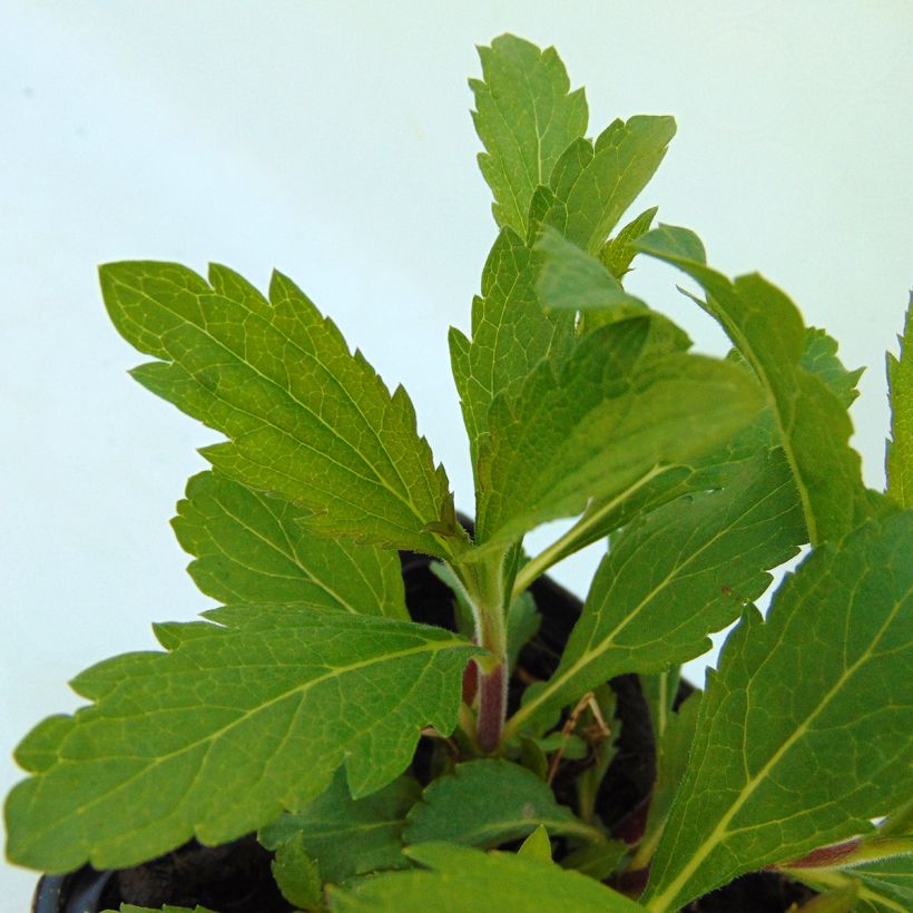 Verbena hastata Rosea (Follaje)