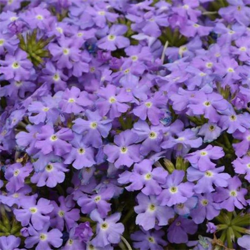 Verbena Virgo Sky Blue (Floración)