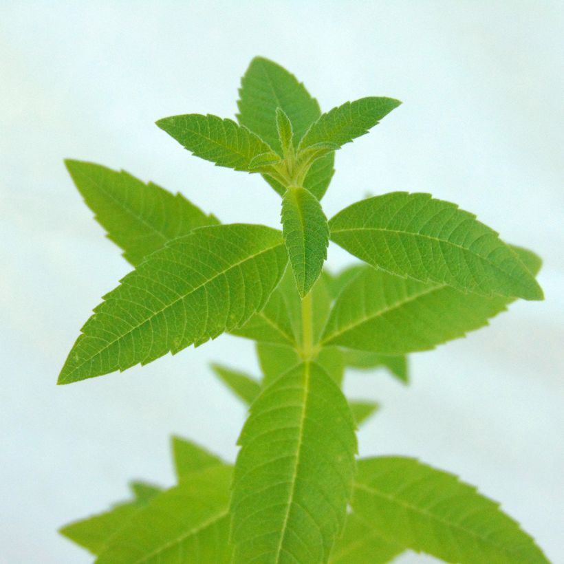 Hierba Luisa - Aloysia triphylla (Follaje)