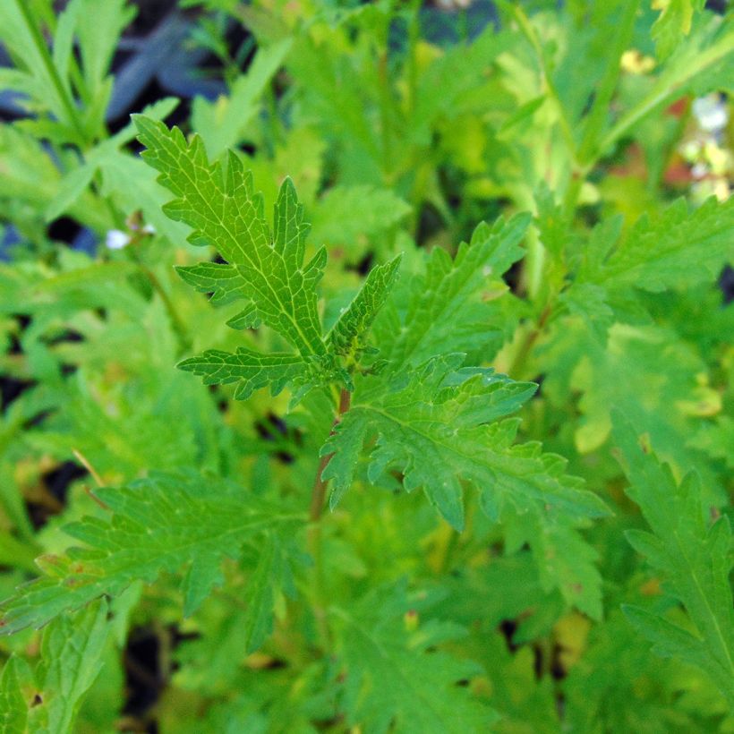 Verbena - Verbena officinalis (Follaje)