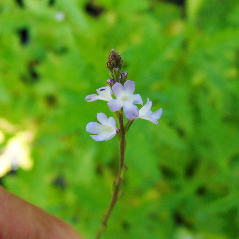 Verbena - Verbena officinalis (Floración)