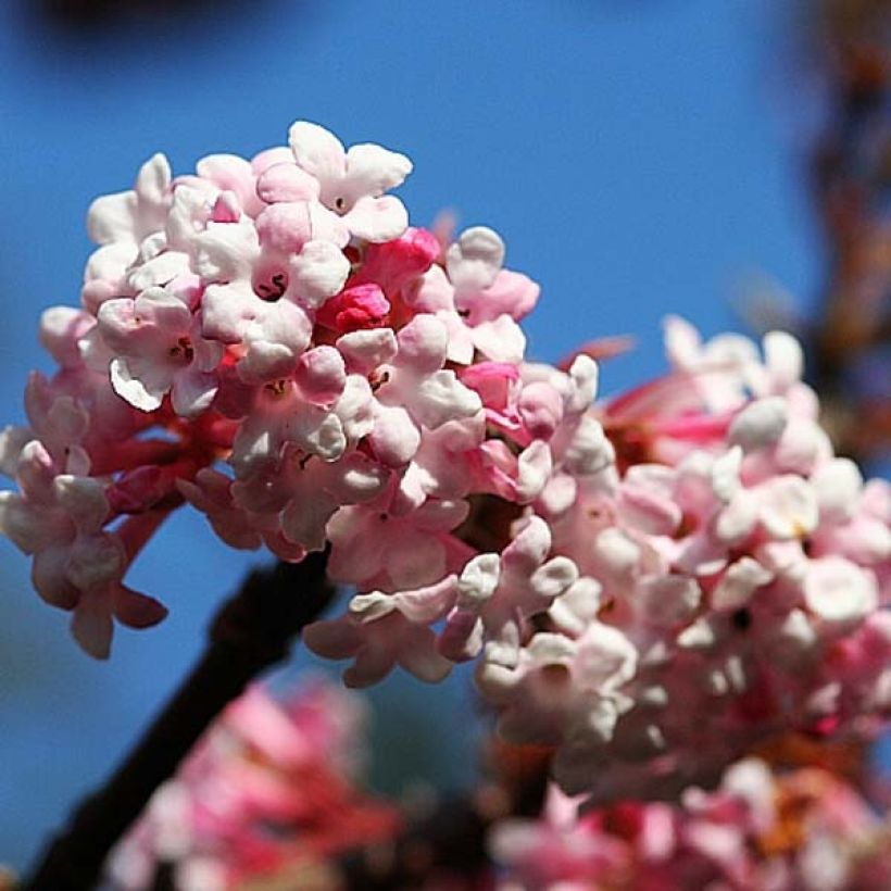 Viburnum bodnantense Dawn - Viburno (Floración)