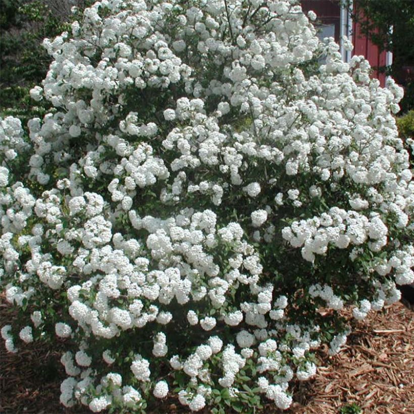 Viburnum Pragense - Viburno (Floración)