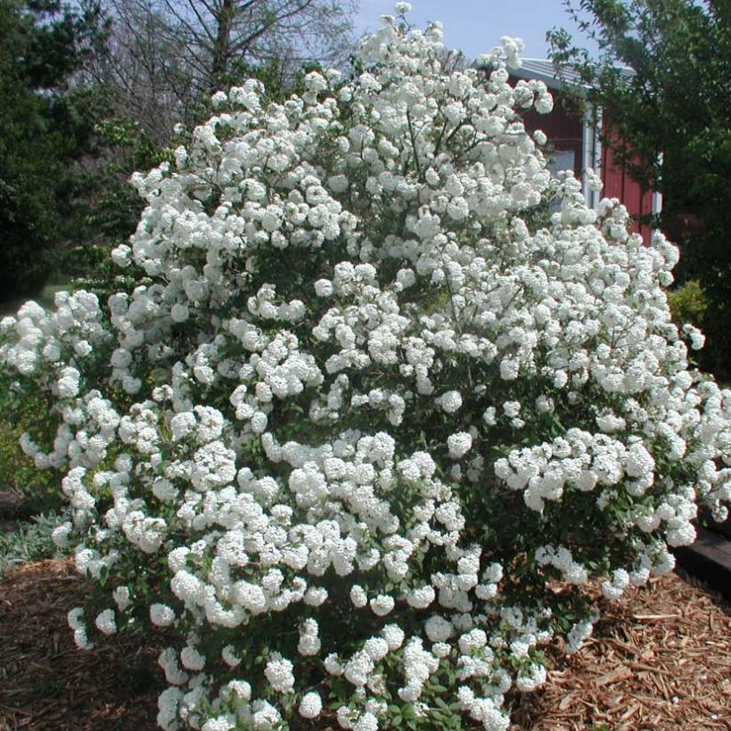 Viburnum Pragense - Viburno (Porte)