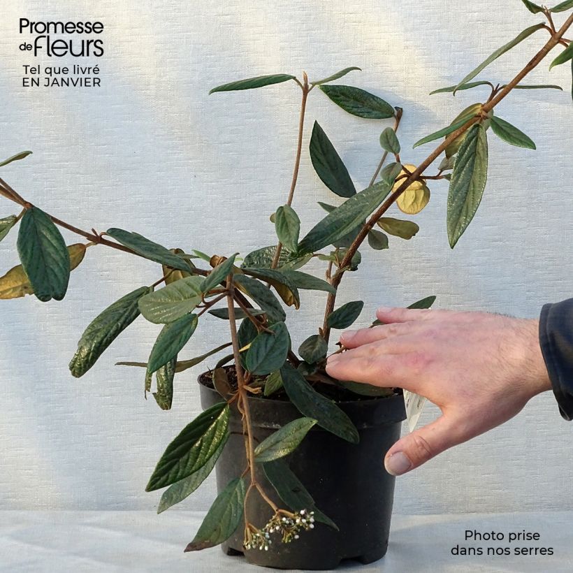 Viorne de Prague - Viburnum Pragense Pot de 3L/4L Ejemplar entregado en invierno