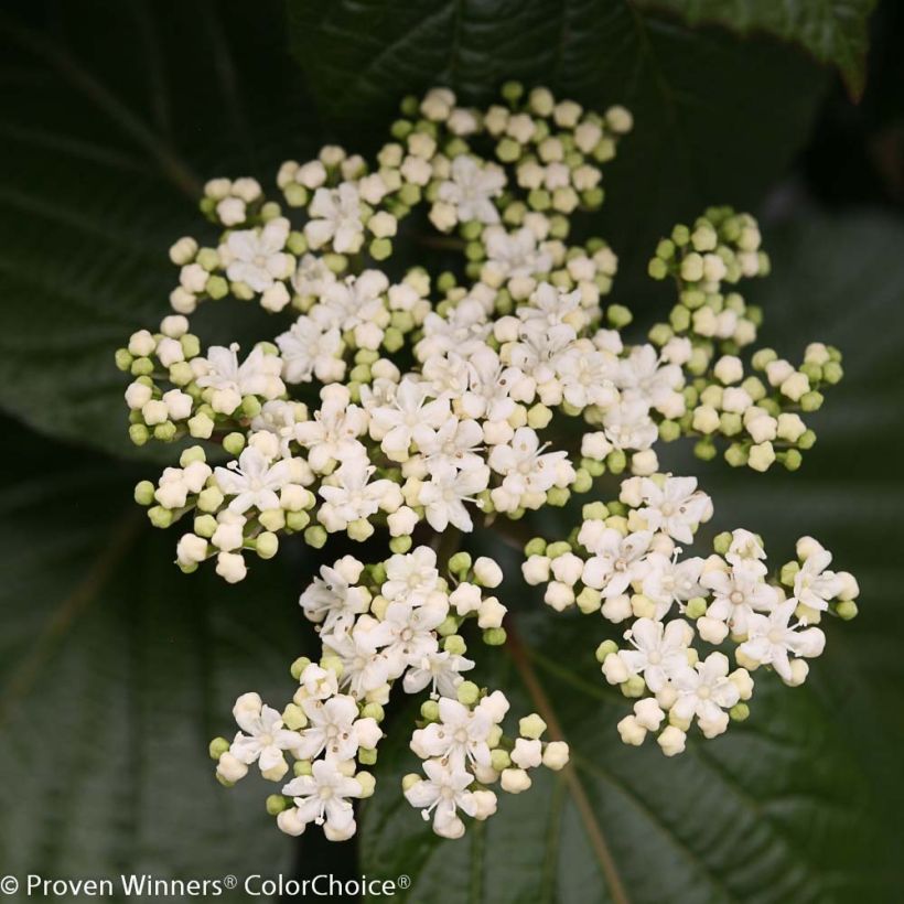 Viburnum Shiny Dancer - Viburno (Floración)