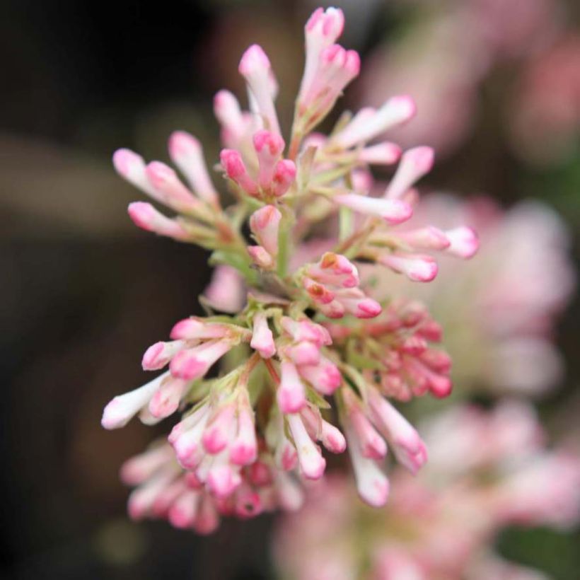 Viburnum bodnantense Charles Lamont - Viburno (Floración)