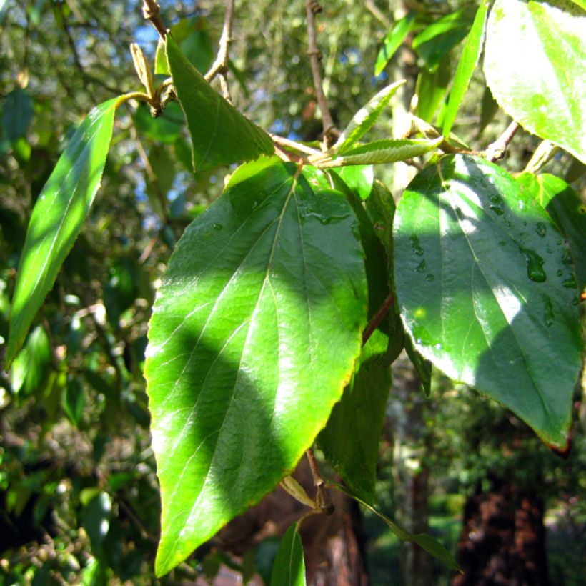 Viburnum burkwoodii - Viburno (Follaje)