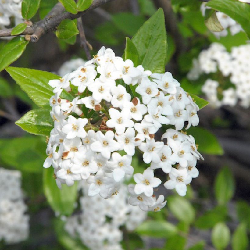 Viburnum burkwoodii - Viburno (Floración)