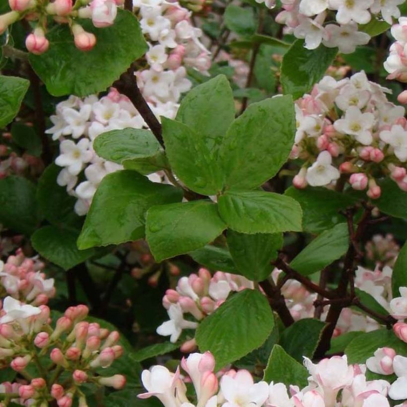 Viburnum burkwoodii Ann Russell - Viburno (Follaje)