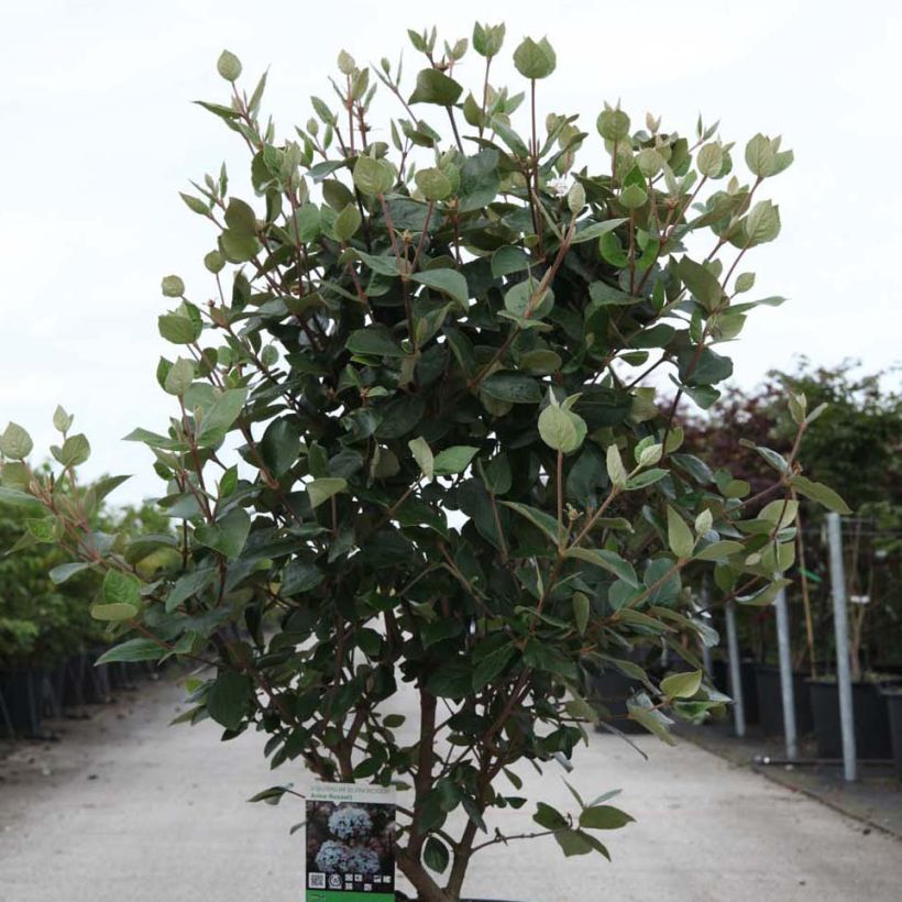 Viburnum burkwoodii Ann Russell - Viburno (Porte)