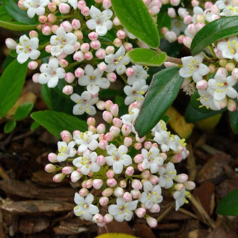 Viburnum burkwoodii Conoy - Viburno (Floración)