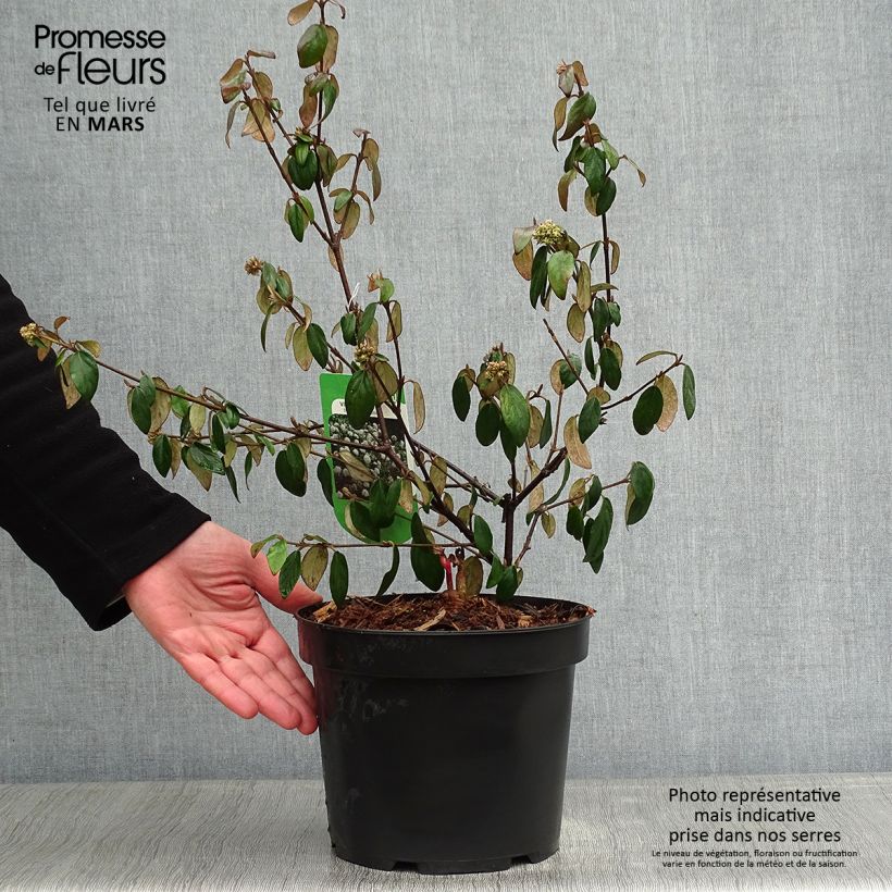 Viburnum burkwoodii Conoy - Viorne de Burkwood  Pot de 4L/5L Ejemplar entregado en invierno