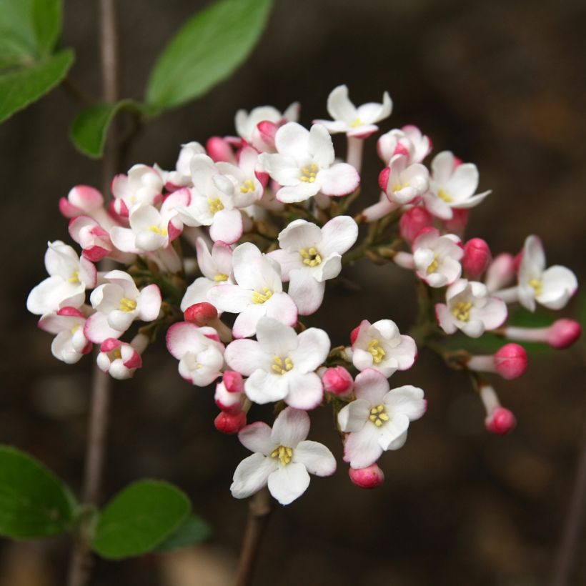 Viburnum burkwoodii Mohawk - Viburno (Floración)