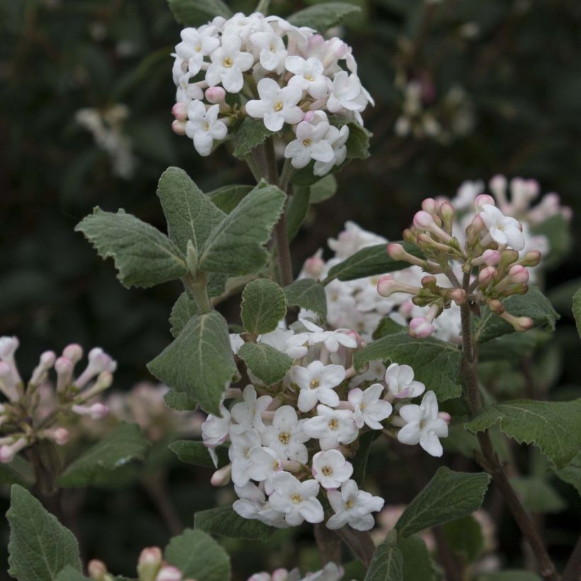 Viburnum carlesii Caprifoliaceae - Viburno (Floración)